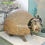 Glyptodon skeletas