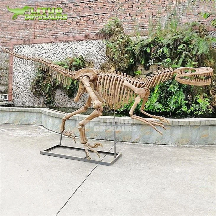 4Dino Skeleton Velociraptor(001)